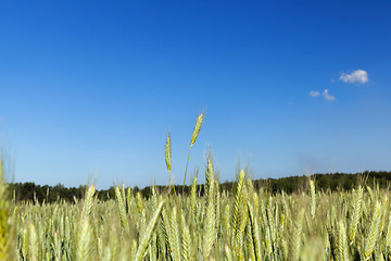 Image showing Field with cereal