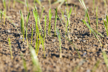 Image showing stalk of wheat, frost