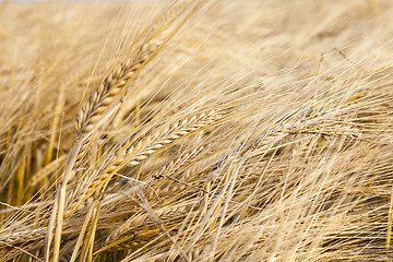 Image showing mature yellowed grass