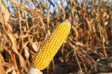 Image showing Ripe corn in the field