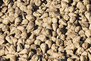 Image showing beet harvest, close-up