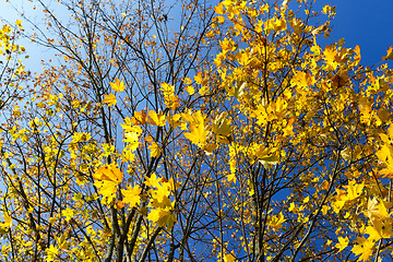 Image showing yellowed maple trees in the fall