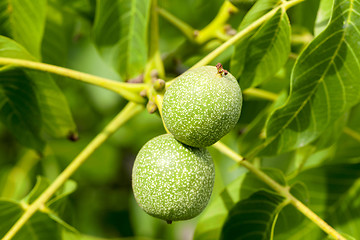 Image showing unripe walnut, close-up