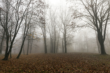 Image showing Fog in autumn season