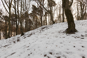 Image showing forest at dawn