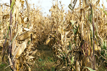 Image showing corn on an agricultural field