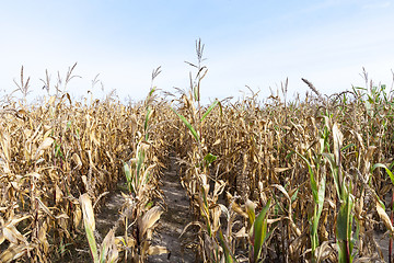 Image showing Ripe yellow corn