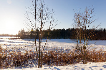 Image showing winter forest, sunny weather