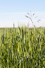 Image showing Field with cereal