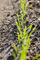 Image showing stalk of wheat, frost