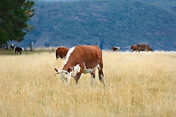 Image showing Cows grazing dry grass