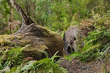 Image showing Forest walking route