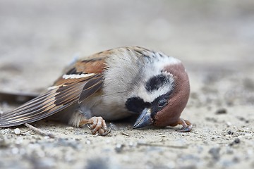 Image showing Dead sparrow on the ground