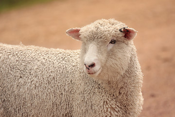Image showing Australian sheep grown for meat and wool