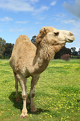 Image showing Camel in field