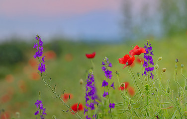 Image showing Poppy field in summer 