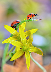 Image showing red ladybug on yellow flowers 