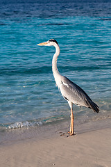 Image showing Grey Heron