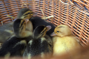 Image showing Newborn ducklings in a basket