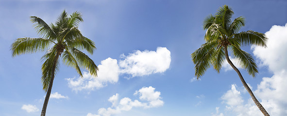 Image showing Travel background, panorama view palm trees on blue sky