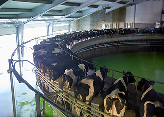 Image showing milking cows at dairy farm rotary parlour system