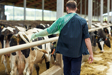 Image showing farmer in veterinary glove with cows on dairy farm