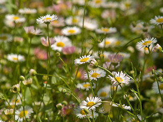 Image showing Chamomile meadow Close-up