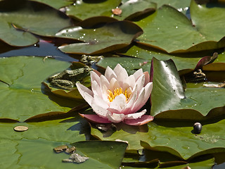 Image showing Pink Lotus and Frogs