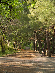 Image showing Wood Lane under Sunlight