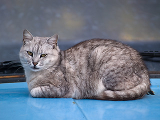 Image showing Pretty British Cat on Car Hood