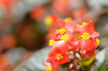 Image showing Flowers begonia. Begonia is a flower of extraordinary beauty