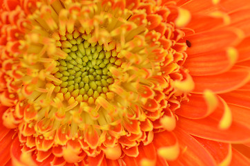 Image showing Gerbera flower in a garden