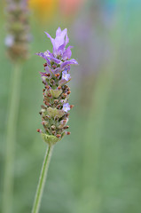 Image showing Lavender flowers in nature