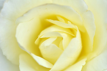 Image showing Beautifu yellow rose flower