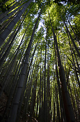 Image showing Green and natural bamboo forest