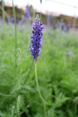 Image showing Lavender flowers in nature