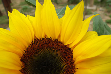 Image showing Beautiful yellow sunflower blooming