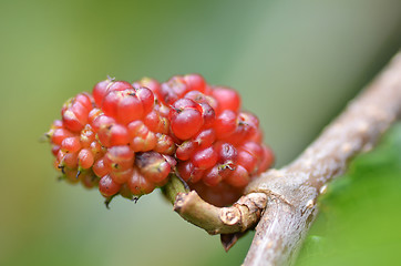 Image showing Red mulberry on the tree 