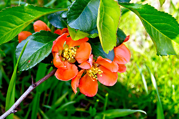 Image showing Quince blooming