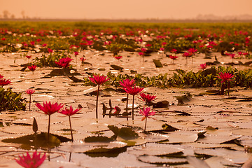 Image showing THAILAND ISAN UDON THANI KUMPHAWAPI LOTUS LAKE