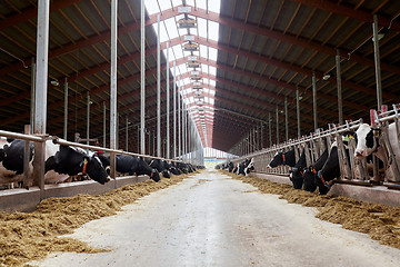 Image showing herd of cows eating hay in cowshed on dairy farm