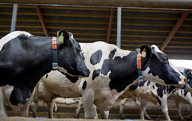 Image showing herd of cows in cowshed on dairy farm