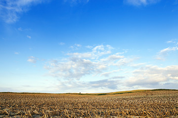 Image showing harvesting corn, field