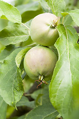 Image showing green leaves of apple trees and apples