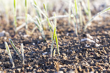 Image showing green wheat in frost, close-up