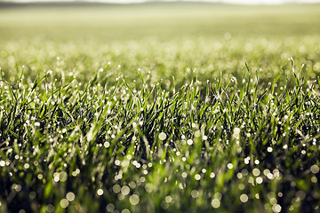 Image showing young grass plants, close-up