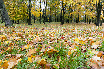 Image showing yellowed maple trees in autumn