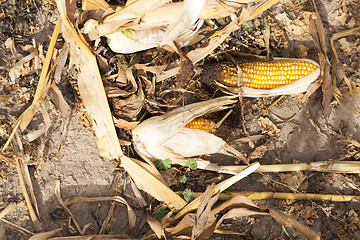 Image showing Ripe yellow corn