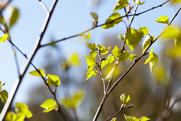 Image showing Young leaves of birch