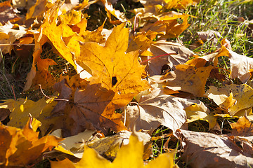 Image showing leaves in autumn park